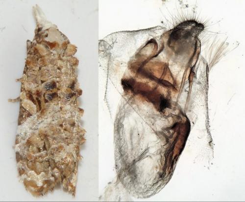 Réf. 258 123 : Phtheochroa rugosana